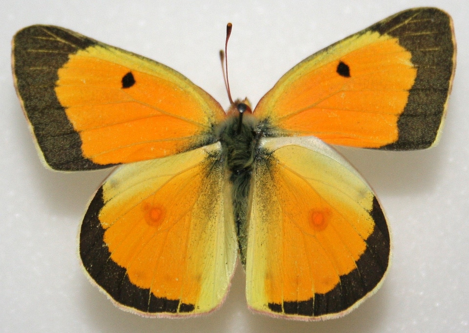 Male Orange Sulphur, Colias eurytheme