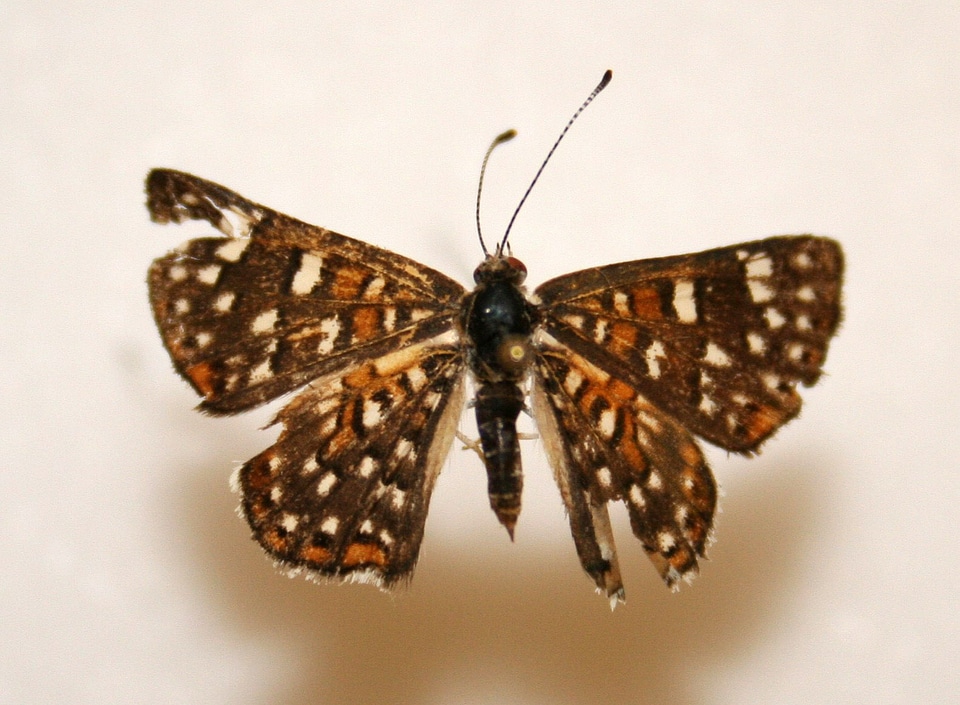 Palmer's Metalmark, Apodemia palmeri