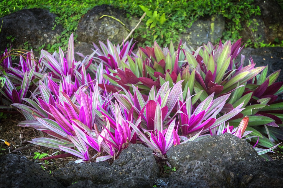 Flora garden spring