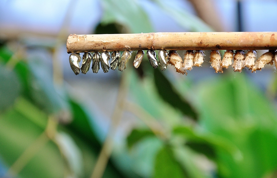 Rest sleeve insect larvae