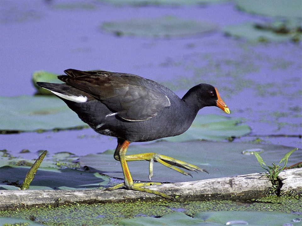 Common Gallinule -- Gallinula galeata  on a fallen tree 