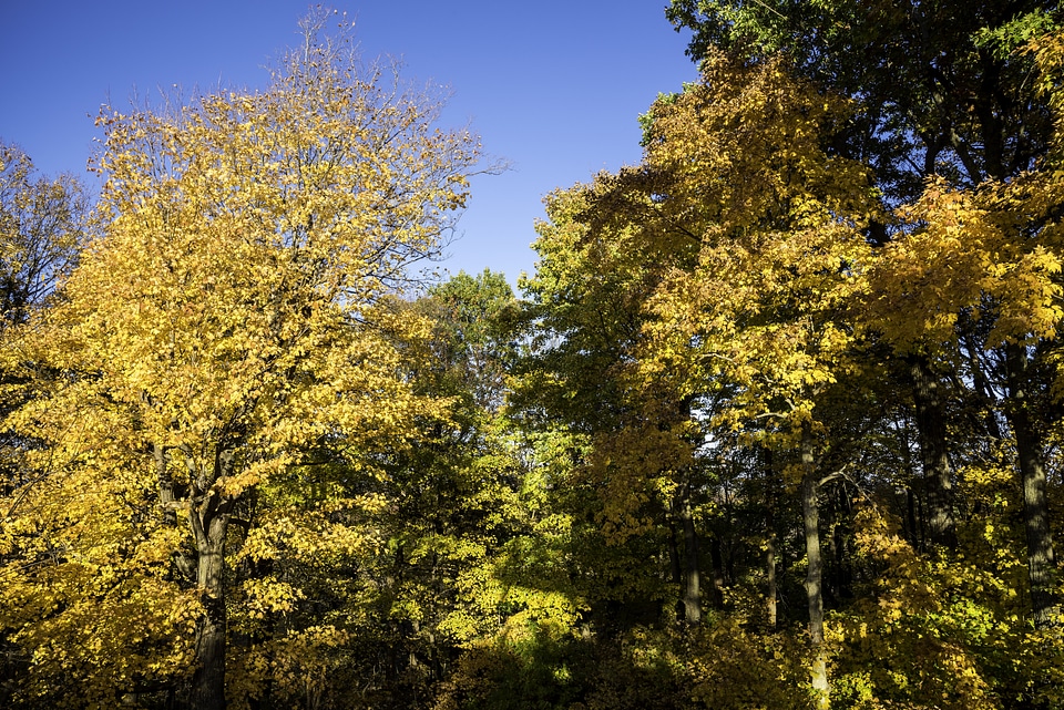 Yellow and Orange leaves at Pike Lake State Park, Wisconsin