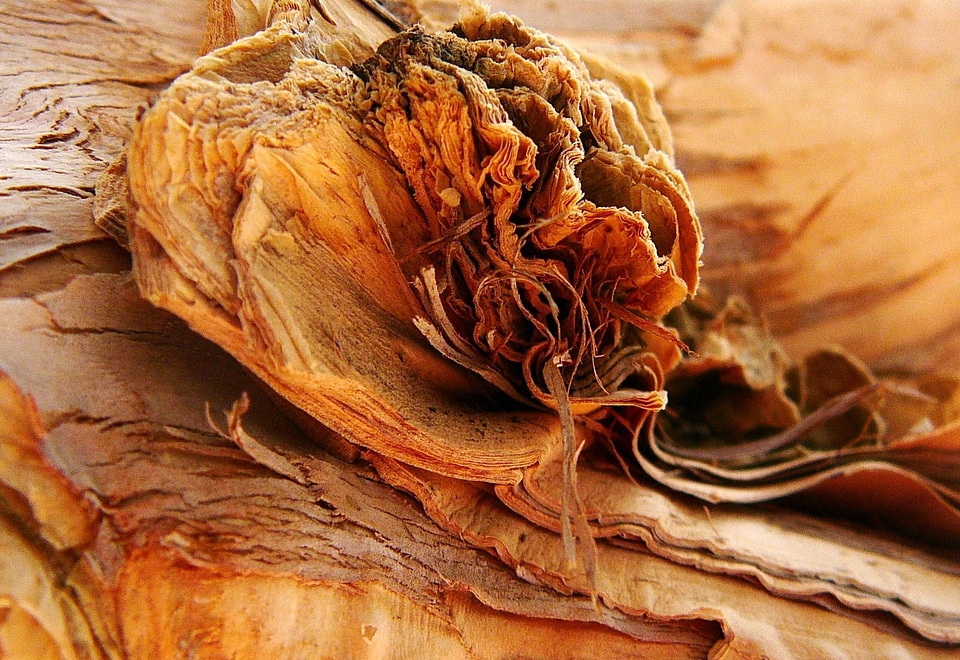 Organic trunk brown