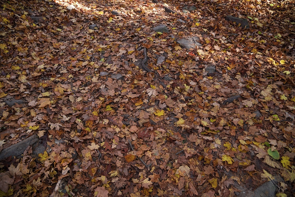 Reddish leaves on the forest floor at Pewit's nest, Wisconsin