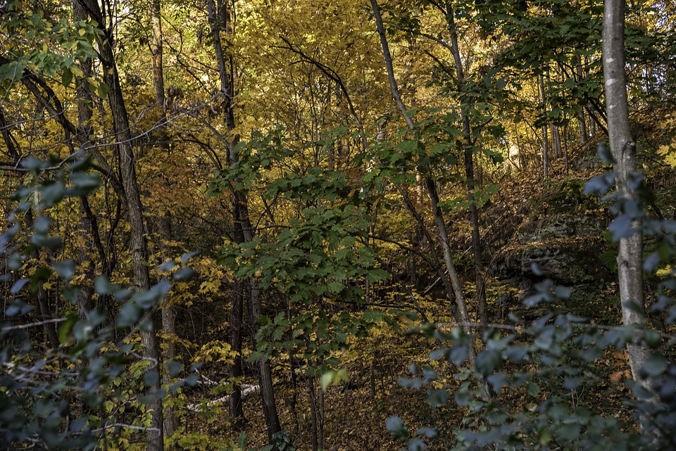 Autumn Foliage in the forest at Pewit's Nest, Wisconsin
