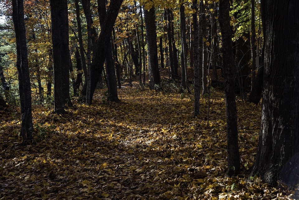 Forest Trail at Pewit's Nest, Wisconsin