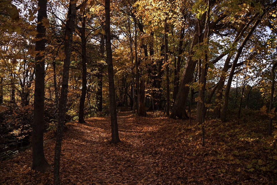 Autumn Forests Full of Foliage at Pewit's Nest, Wisconsin