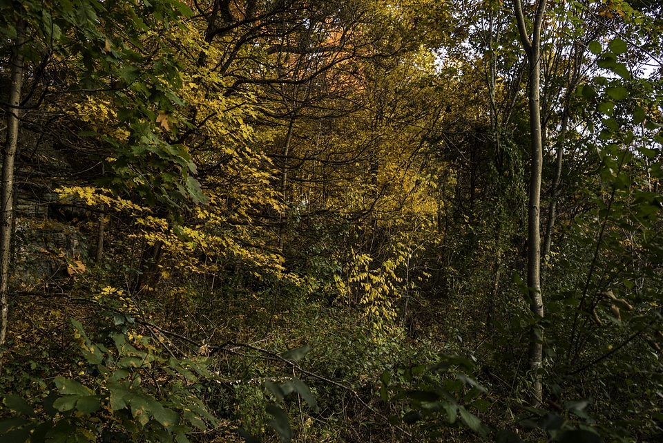 Autumn Foliage leaves in Pewit's Nest, Wisconsin