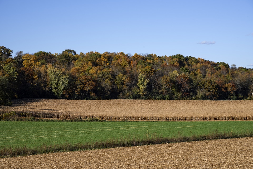 Farm and Autumn Treeline with fall foliage in Wisconsin