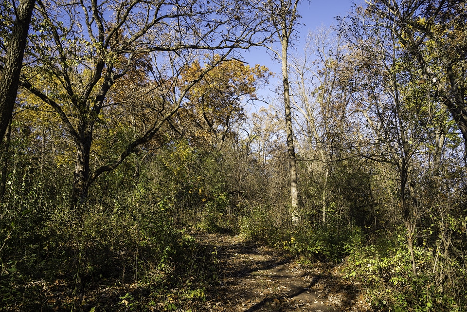 Autumn Trees and Leaves in Morton County Forest in Wisconsin