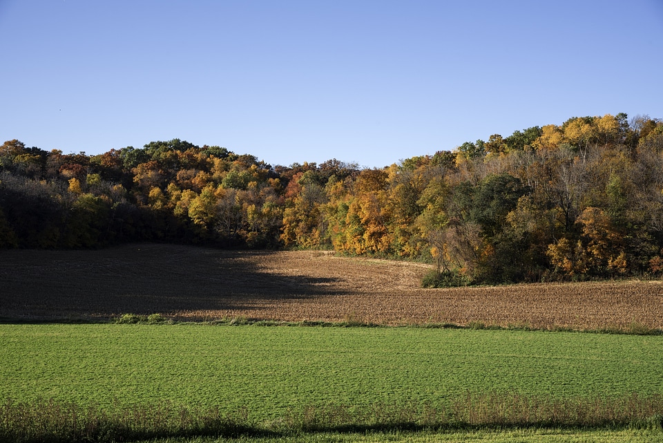 View of the trees and autumn forest in Wisconsin