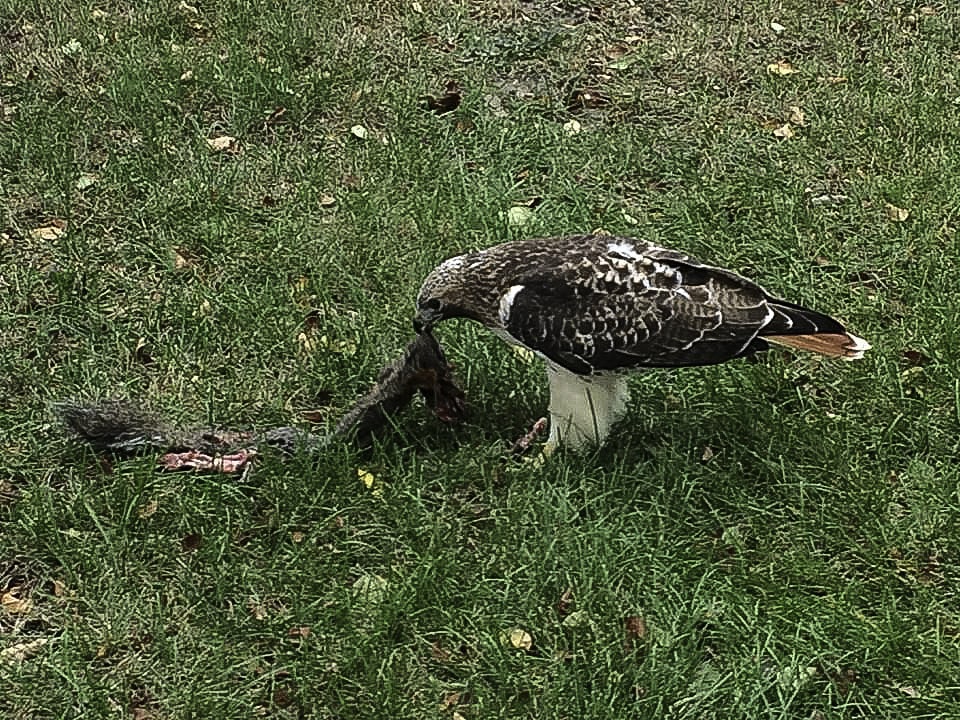 Eagle eating slain bird