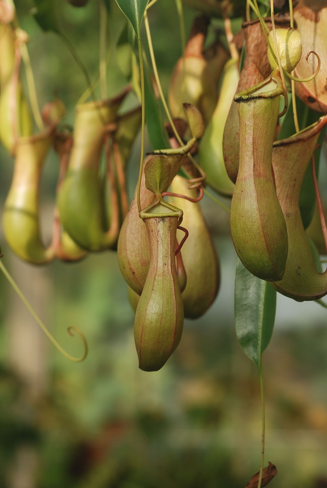 Carnivorous plant pitcher trap