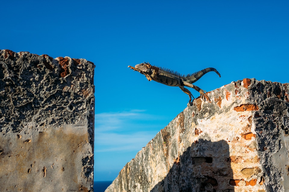 Iguana leaping from building to building in San Juan, Puerto Rico