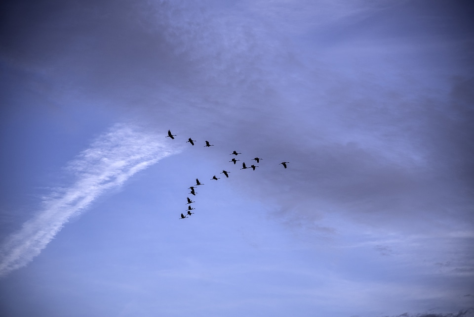 Geese flying in V Formation at Ferry Bluff, Wisconsin