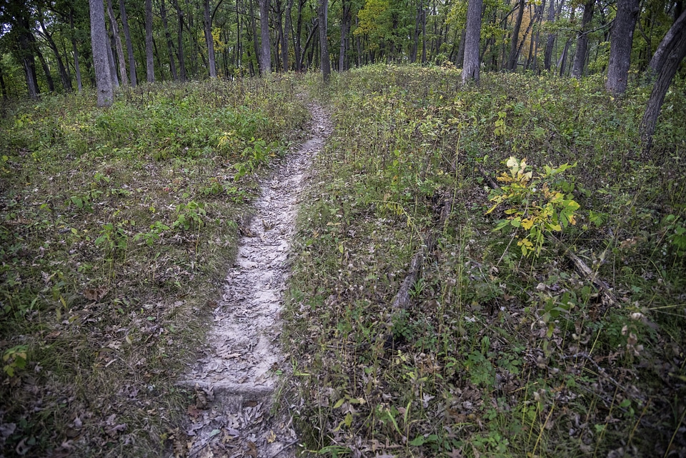 Forested Trail at Ferry Bluff, Wisconsin