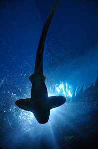 Looking at a shark from underneath photo