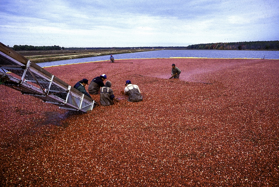 Cranberry harvest in New Jersey