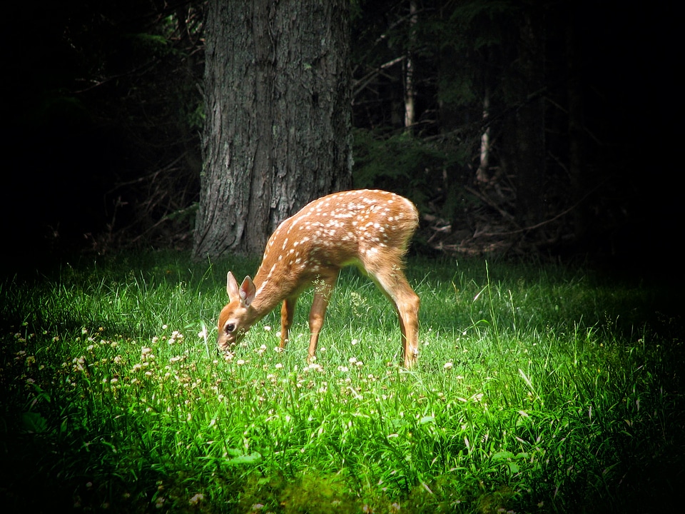 Trees wildlife vignette