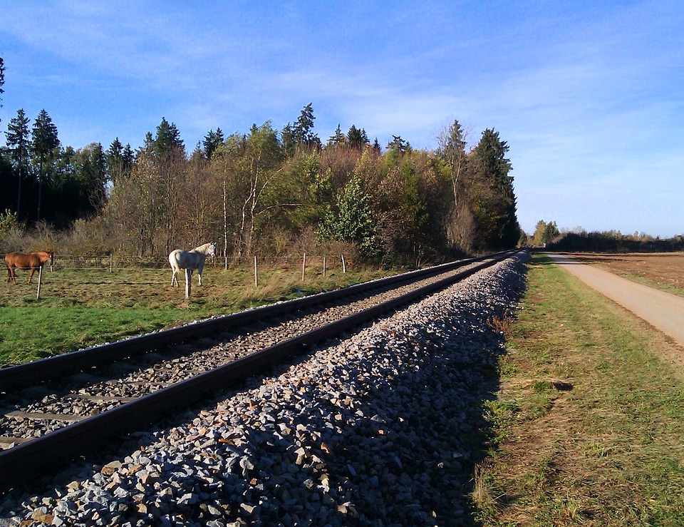 Tracks railway forest