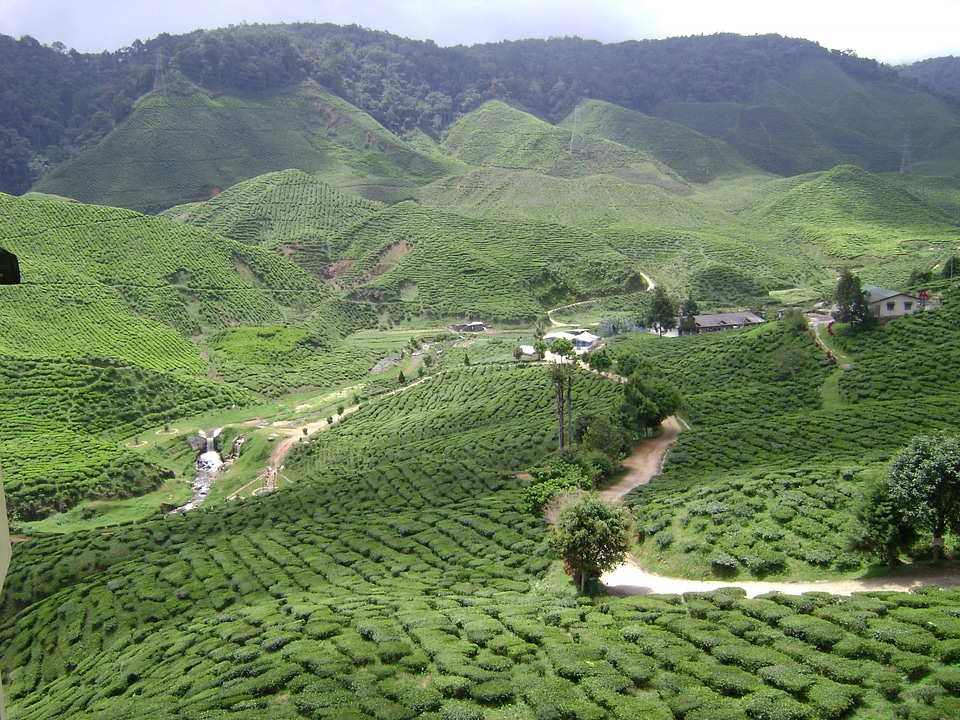Tea Plantation landscape in Malaysia