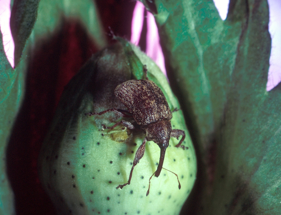 Cotton Boll Weevil - Anthonomus grandis