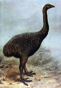 The Extinct Giant Moa - Megalapteryx didinus