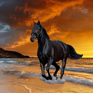 Black Beauty Stallion, Horse photo