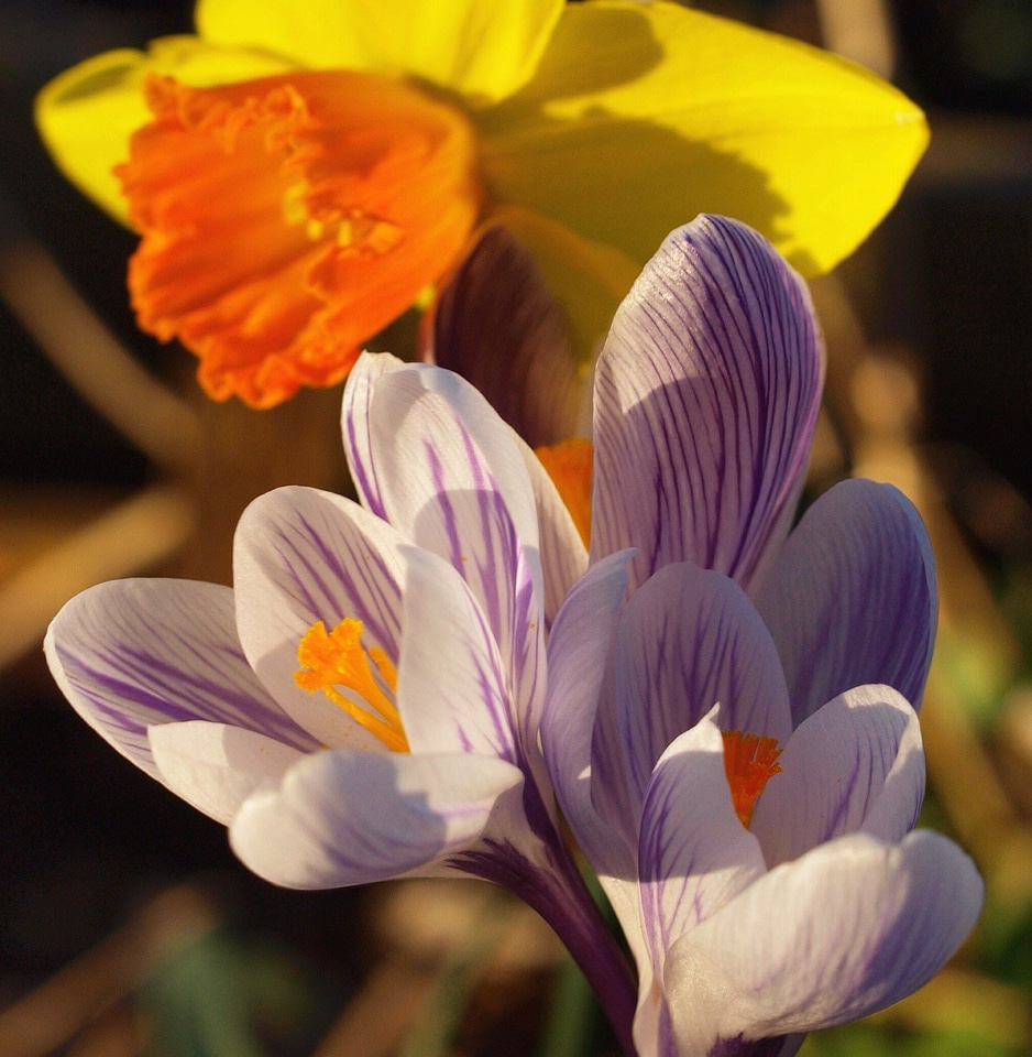 Spring wildflower floral
