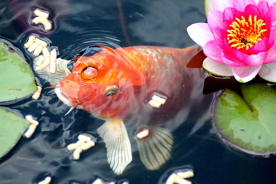 Fish water lily garden pond