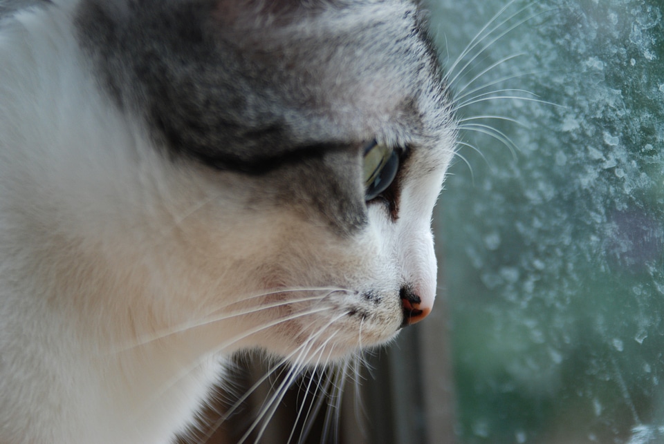 Female cat face sabaneko