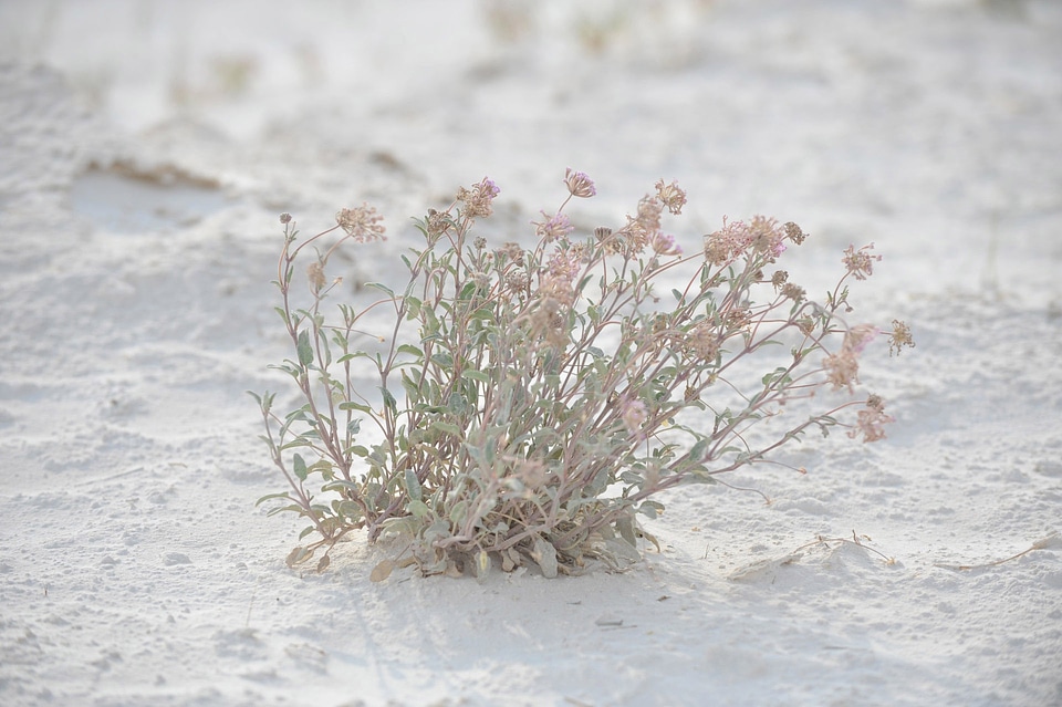 Grass in White Sands, New Mexico