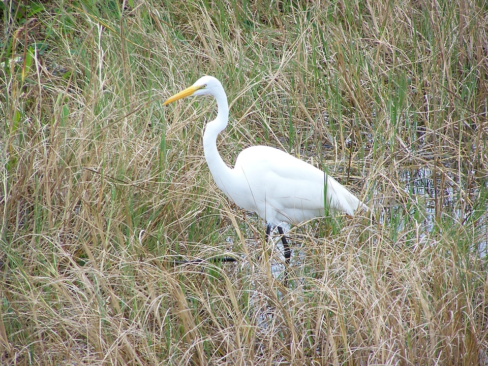 Large stalking white