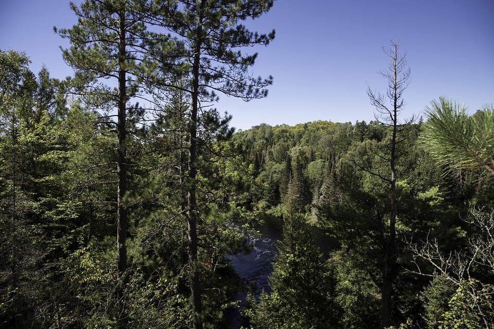 The forest and the Peshekee River at Van Riper State Park, Michigan