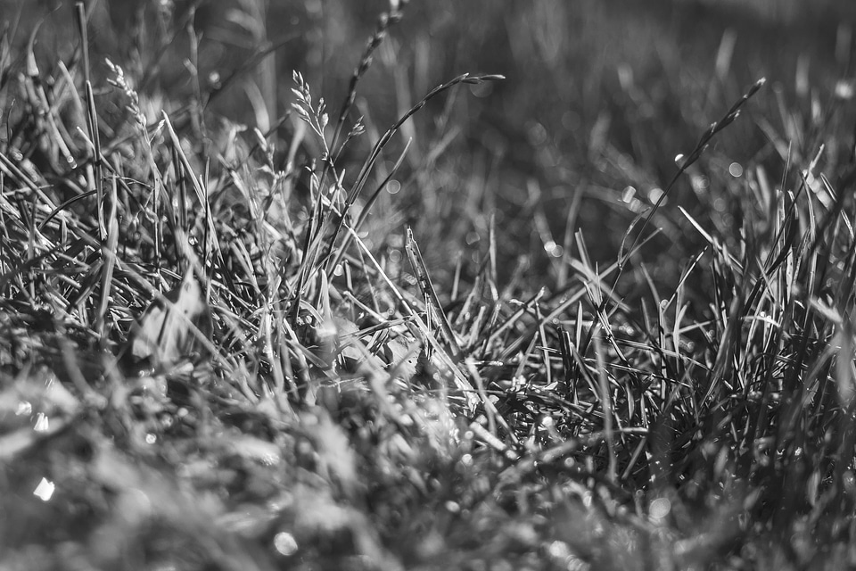 Field nature plant