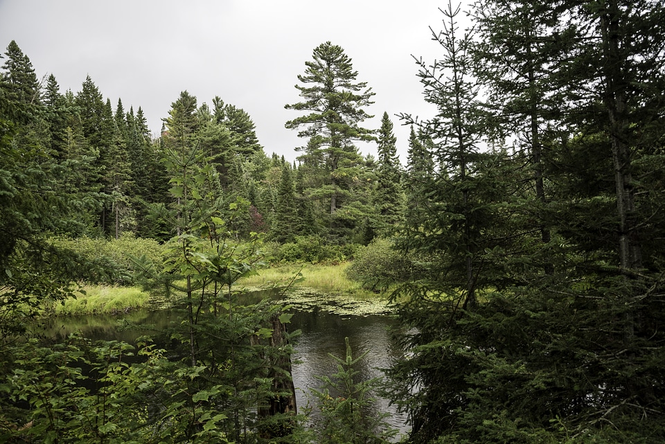 Pond and forest at Algonquin Provincial Park, Ontario