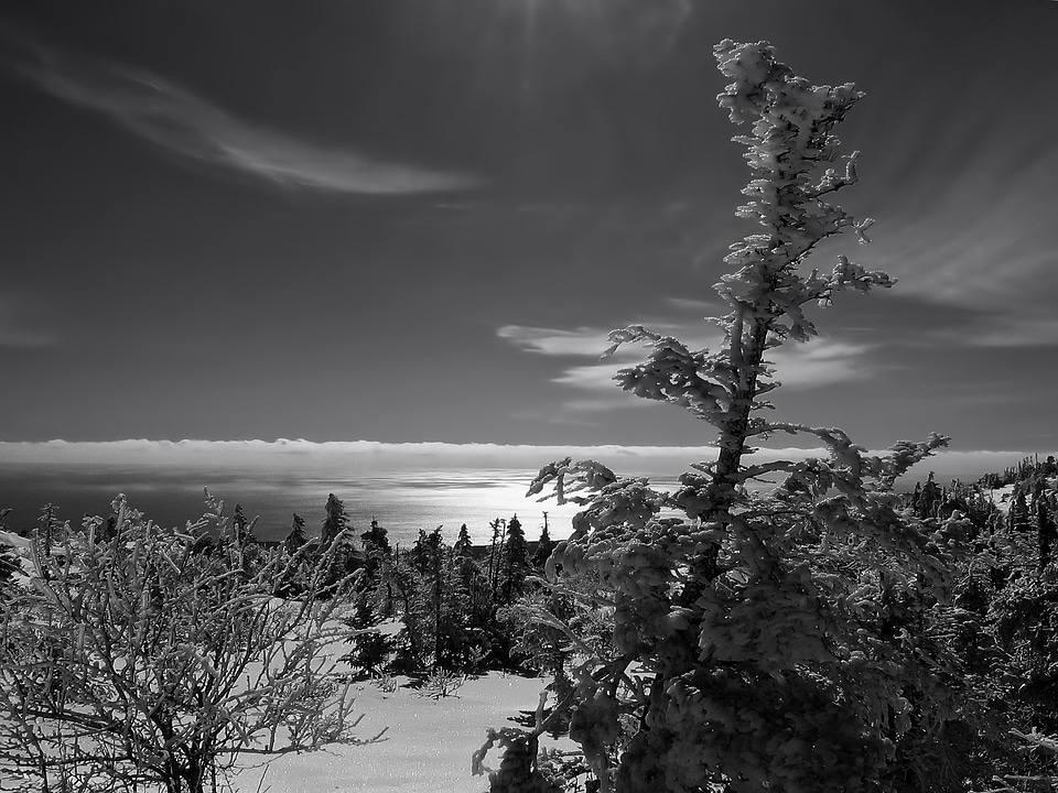 Forest trees winter photo