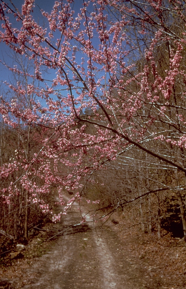 Pink Flowers in spring at Big South Fork, Tennessee
