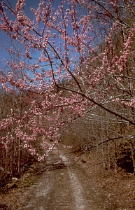 Pink Flowers in spring at Big South Fork, Tennessee