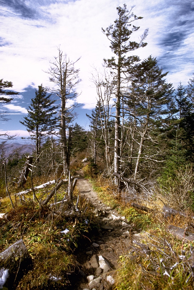 Trees and landscape in Great Smoky Mountains National Park, Tennessee