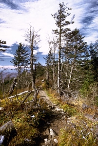 Trees and landscape in Great Smoky Mountains National Park, Tennessee