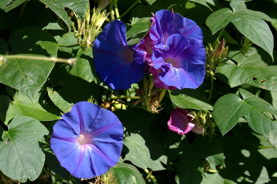 Ipomoea purpurea don diego day purple