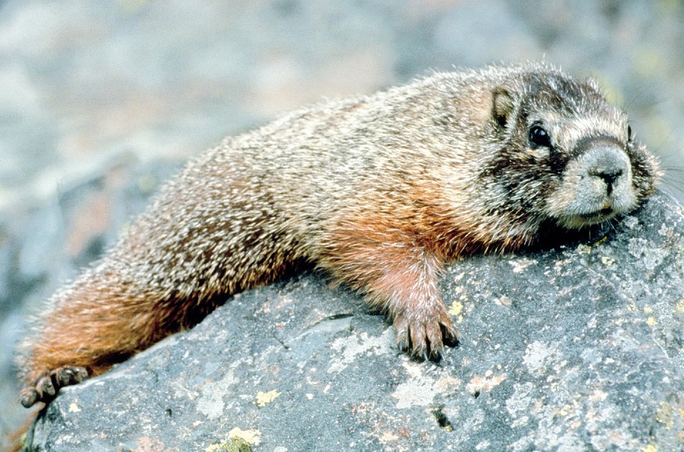 Marmot on the Mountain in Grand Tetons National Park, Wyoming