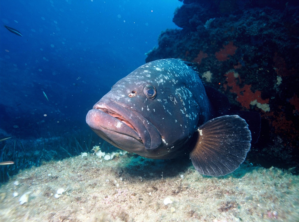 Dusky Grouper - Epinephelus marginatus