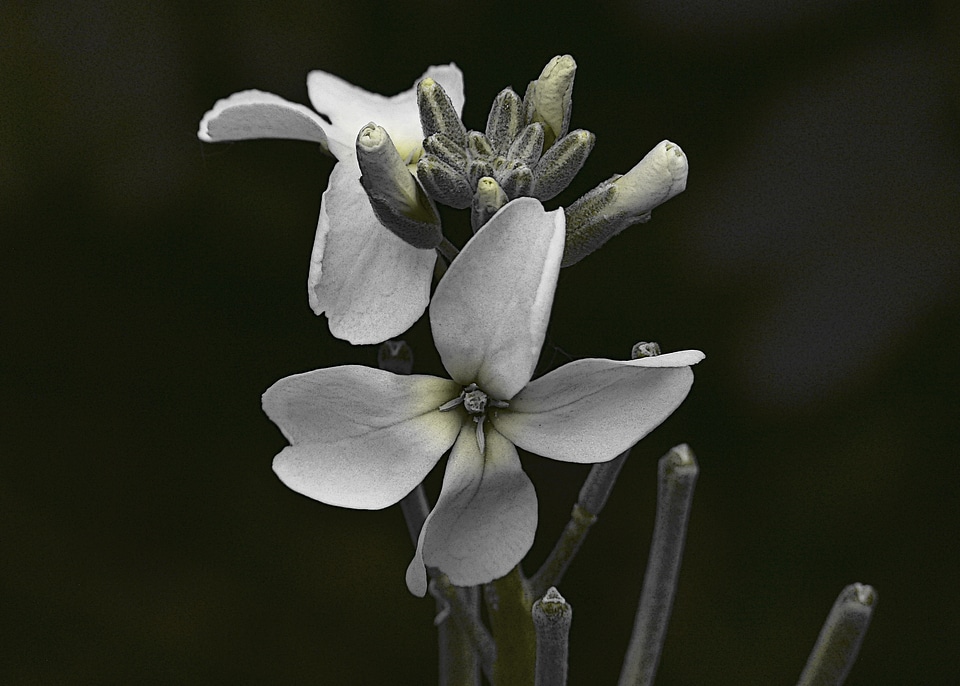 Close-up nature plants
