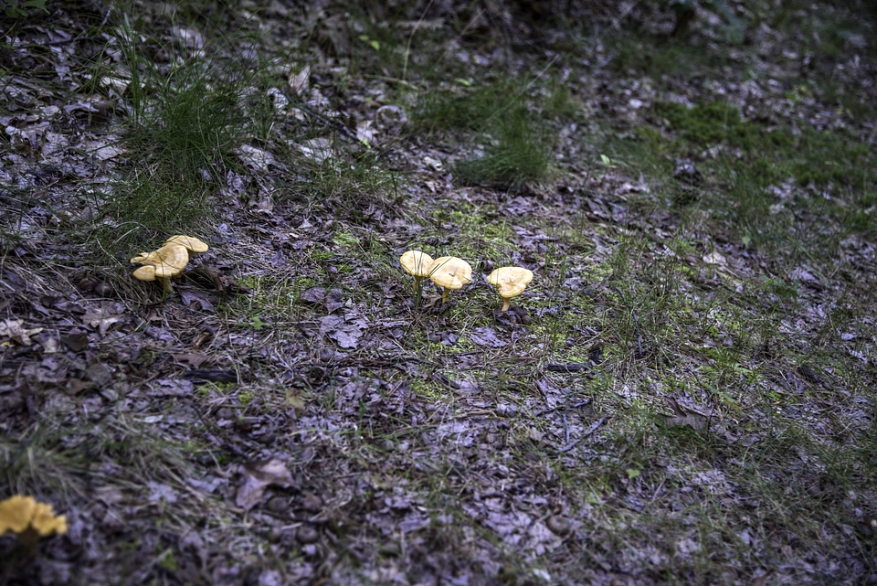 Wild Mushrooms growing on the ground at Levis Mound, Wisconsin