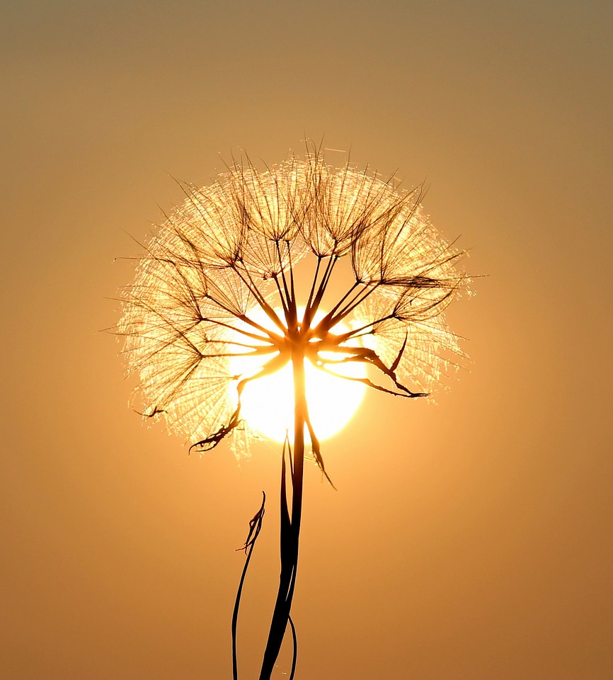 Daisy with sun behind it