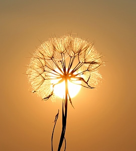 Daisy with sun behind it