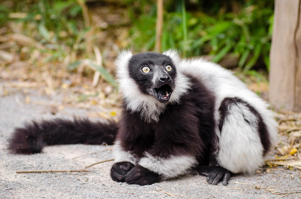 Lemur barking back at the Camera