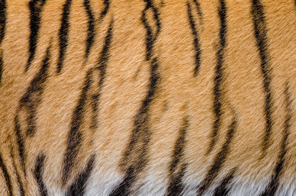 Tiger Stripes pattern and fur photo